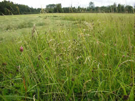 Wild Flowers